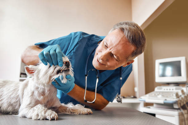 Best Pediatric Emergency Dentist in Agua Fria, NM